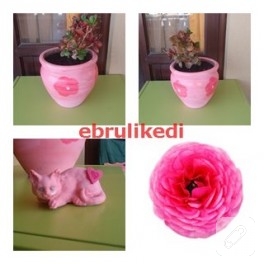 pembe saksı ve kedi