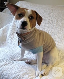 Eski kazağınızdan, köpeğinize süveter yapmak istermisiniz ?