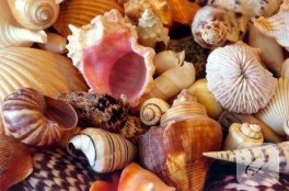 deniz kabuklarıyla neler yapabiliriz?