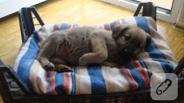 Pratik köpek yatağı