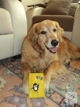 Köpek mi kılıf mı? :)