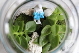 Terrarium yaptım