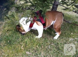 Köpek tasması yapımı