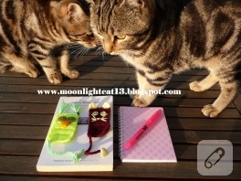 Kedi ve baykuş kitap ayraçları